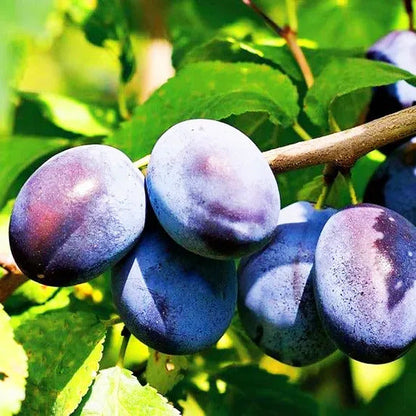 Damson Blue Plums Fruit Seeds