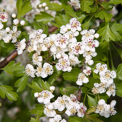 Hawthorn Seeds