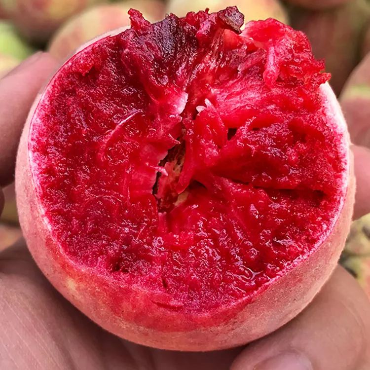 Blood Peach Seeds