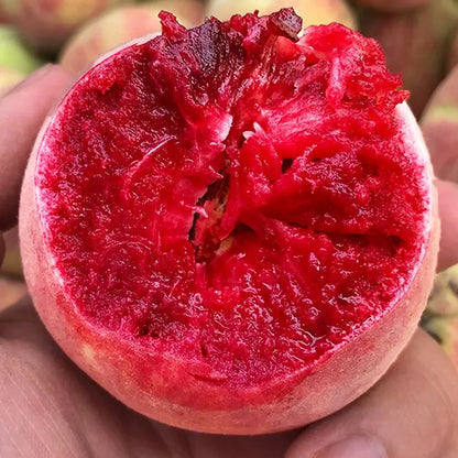 Blood Peach Seeds