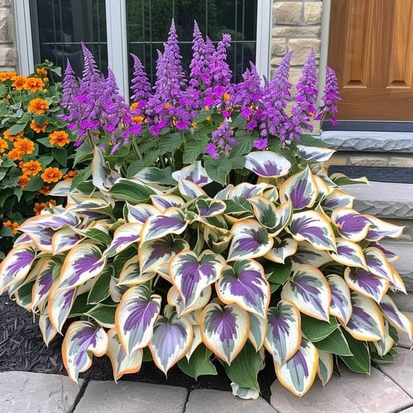 🔥 Last day clearance 🔥 Premium Rare Hosta Seeds🌿 Shade-Tolerant Plant