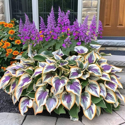 🔥 Last day clearance 🔥 Premium Rare Hosta Seeds🌿 Shade-Tolerant Plant
