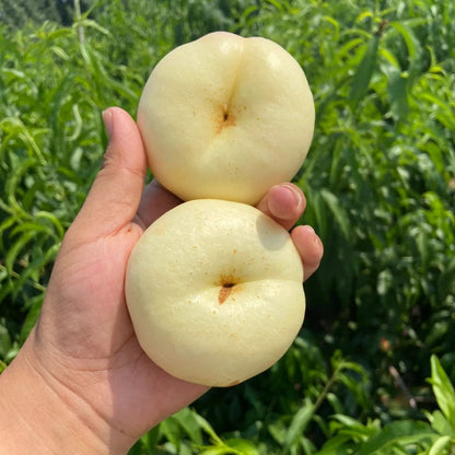 Nectarine Flat Seeds