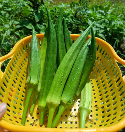 Fruit Okra Seeds