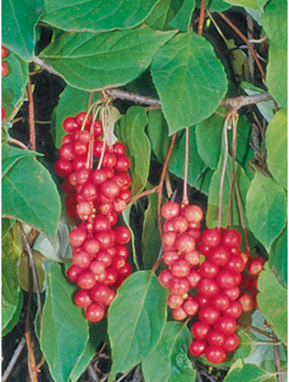 Schisandra Vine, Eastern Prince
