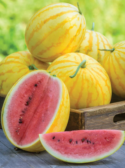 Watermelon, Red in Gold Hybrid, Golden Midget Watermelons