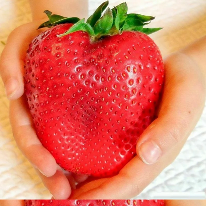 🍓Super Giant Strawberry Seeds