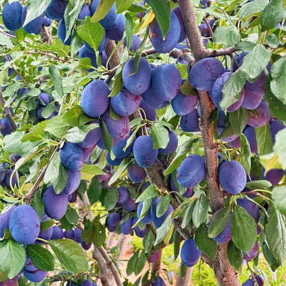Damson Blue Plums Fruit Seeds