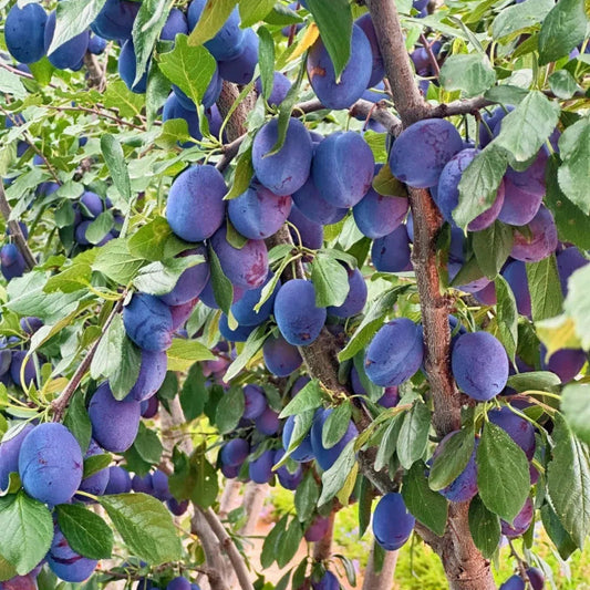 Damson Blue Plums Fruit Seeds