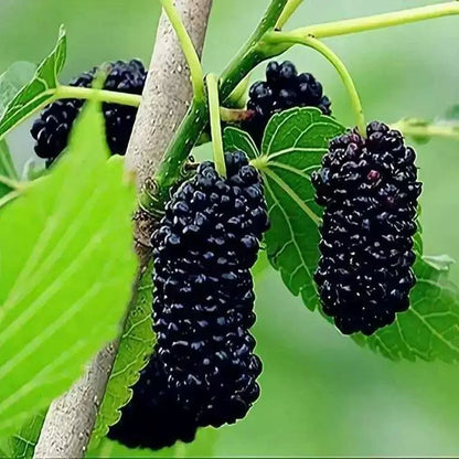 Black Mulberry Seeds