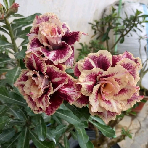 Desert Rose -- Brown Pink