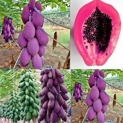 Organic Papaya Tree Seeds Heirloom Edible