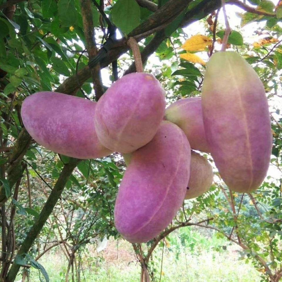 Stauntonia Latifolia Seeds-Organic Food