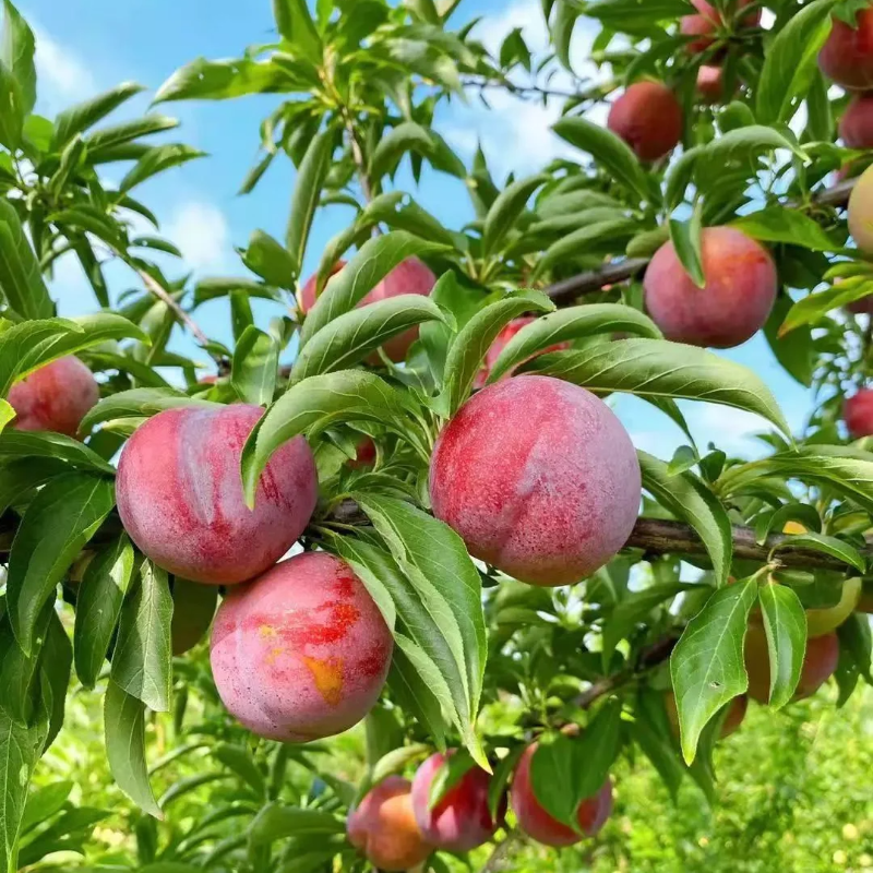 Dahongpao Plum Seeds