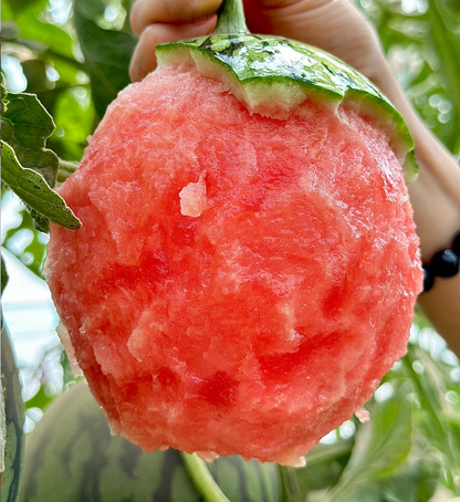 Rock Sugar Watermelon Seeds