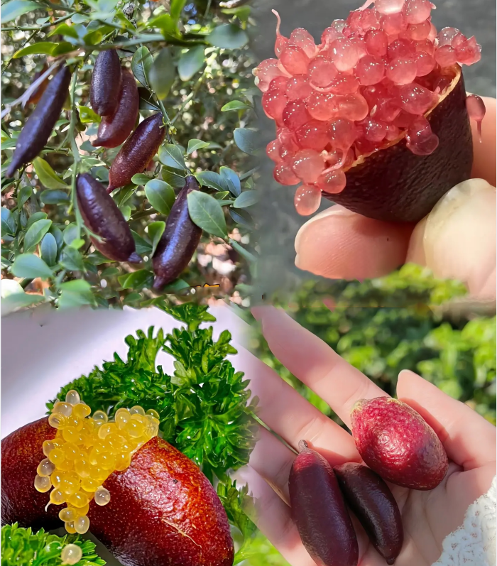 Finger Lime Seeds Lemon Caviar Seeds