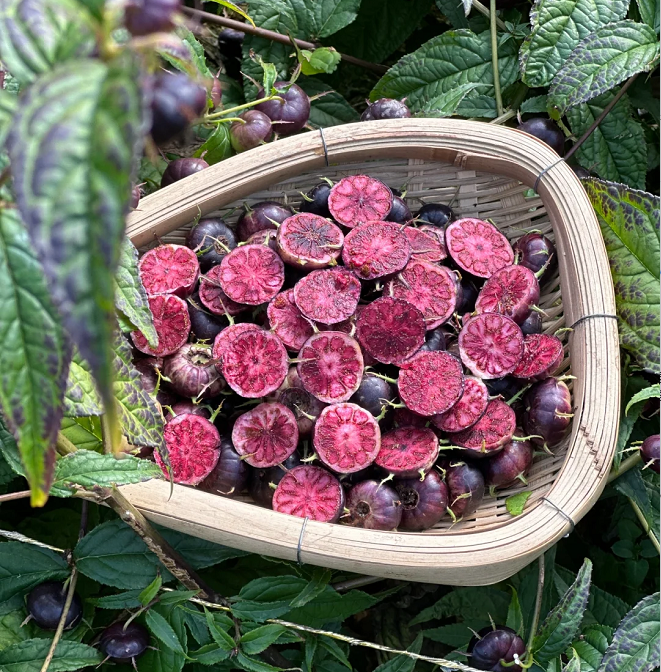 Red Fruit Ginseng Seeds-Spider Fruit