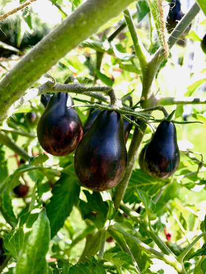Blue Keyes Tomato Seeds • Dark Anthocyanin Pear Cherry • Open Pollinated • Modern Variety